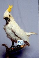 葵花鳳頭鸚鵡藏品圖，第3張